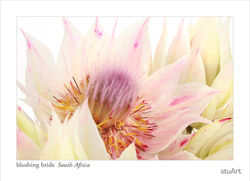 Blushing bride