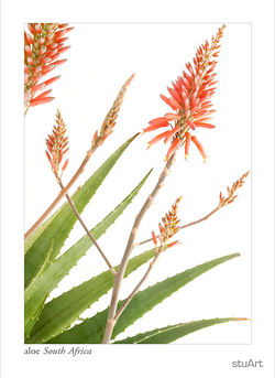 aloe 