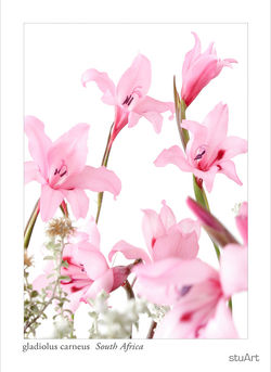 Gladiolus carneusc