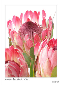 Protea sylvia3