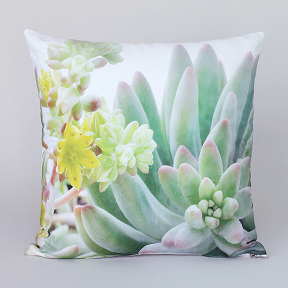succulent 7