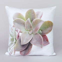 succulent 9