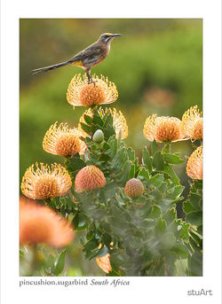 pincushion.sugrbirdc