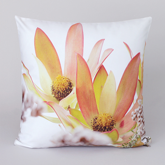 leucadendron