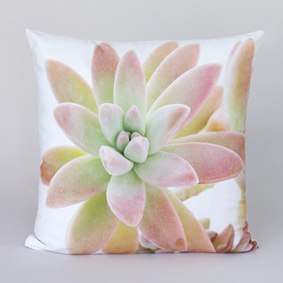 succulent 10