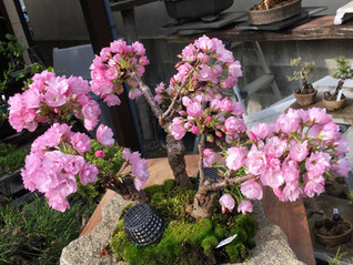 旭山桜が満開です!