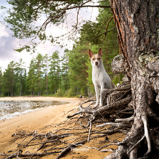 Blue, Hütehund Mischling am See in Schweden