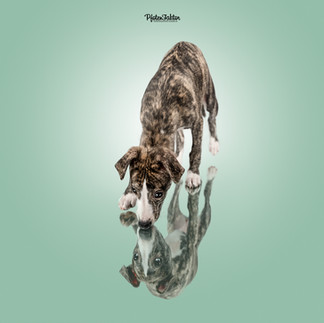 Inea, Whippet beim Studio Welpenshooting