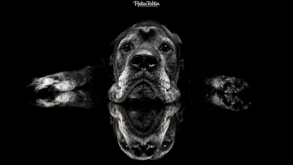 Finch, Deutsche Dogge Bulldogge Mix Fotoshooting im Studio Pfotenfaktor Hamm NRW