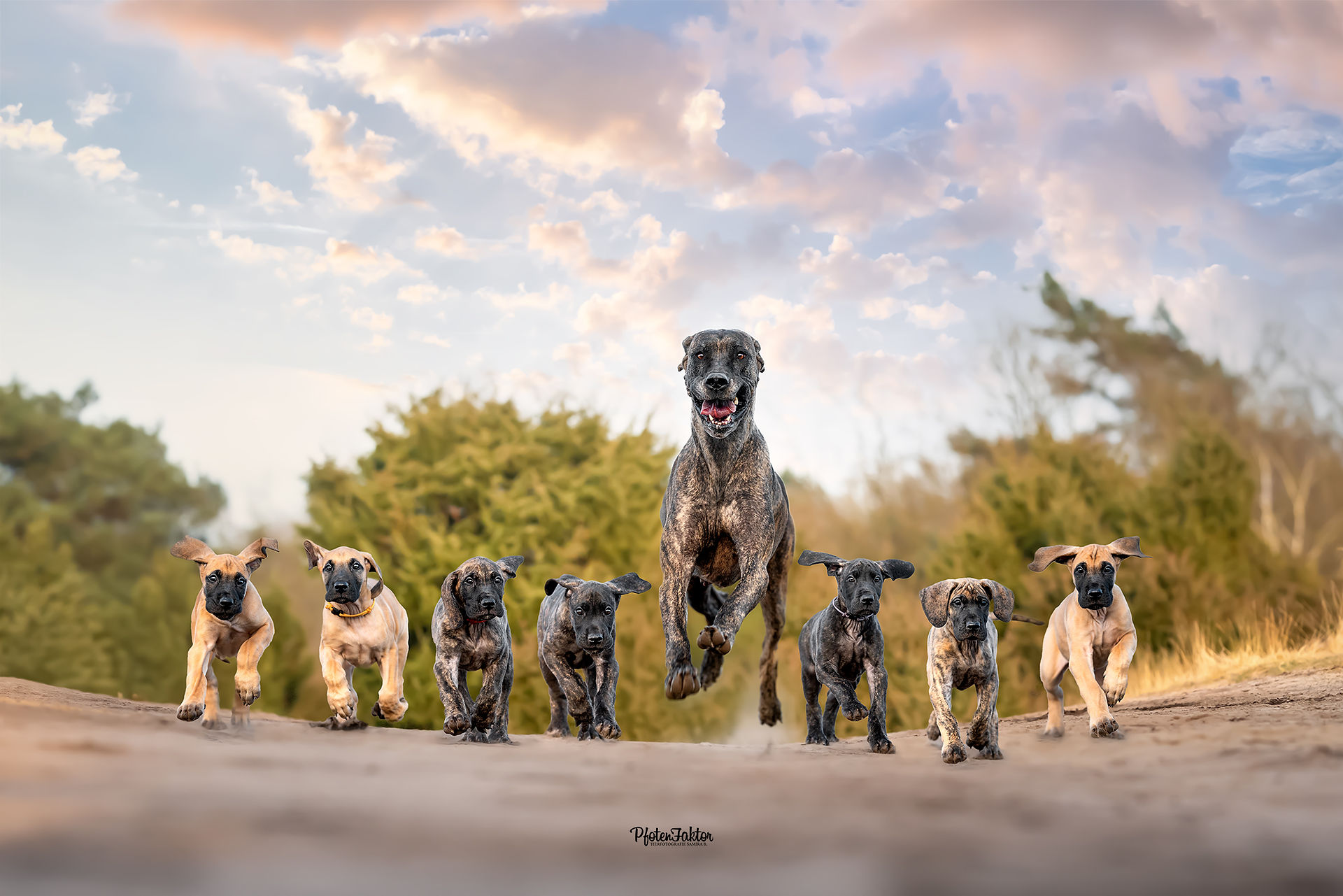 Xena und ihre Welpen, Deutsche Dogge