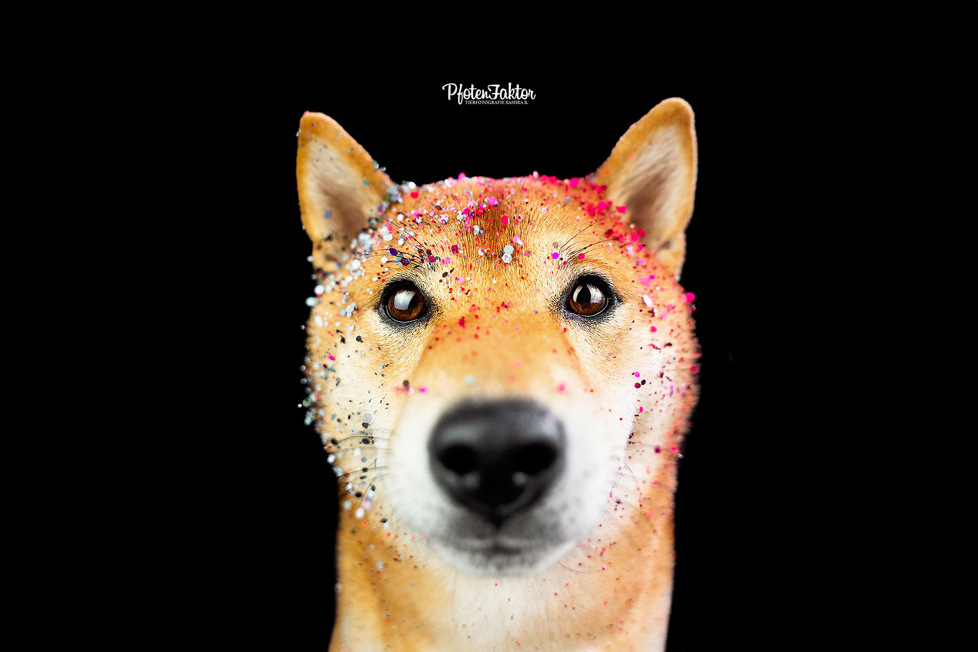 Shiba Inu beim GlamDog Shooting
