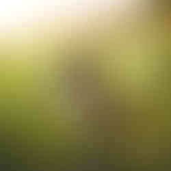 Luna, Drentsche Patrijshond 2023