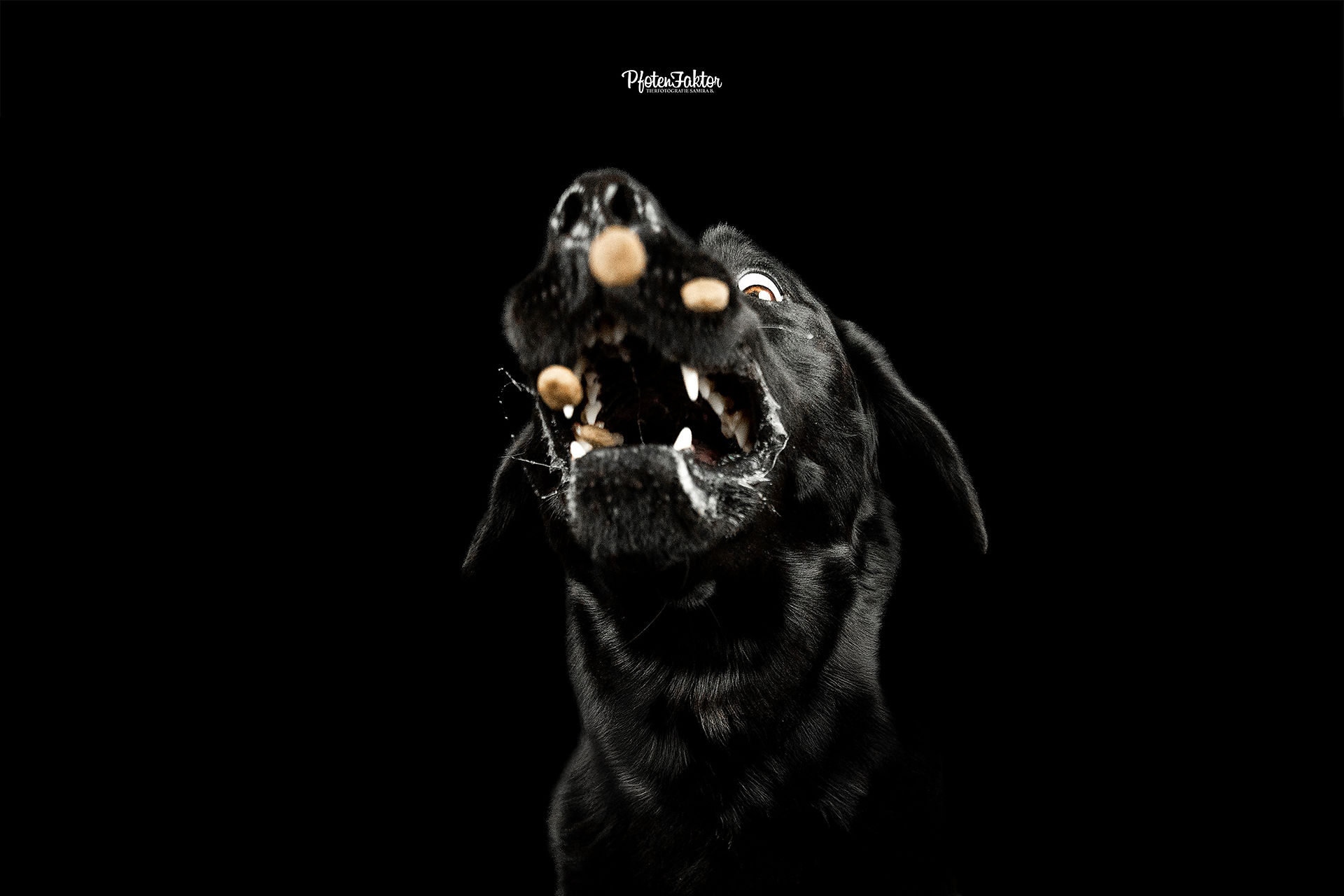 Cooper, Labrador im Studio