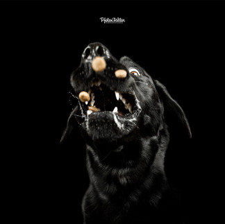 Cooper, Labrador im Studio