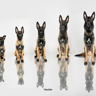 Tardis Wachstumscollage