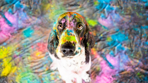 Filou, English Springer Spaniel