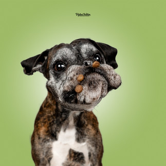 Fina, Boxer im Studio