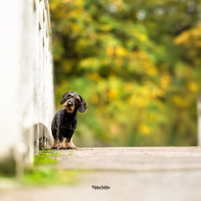 Für mich als Tierfotografin ist das die schönste Zeit, um mit euch und euren Fellnasen loszuziehen und Erinnerungen zu schaffen, die bleiben. Tierfotos im Oktober werden immer grandios!
