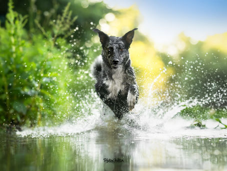 Die 5 schönsten Orte für ein Hundefotoshooting in Hamm & Umgebung