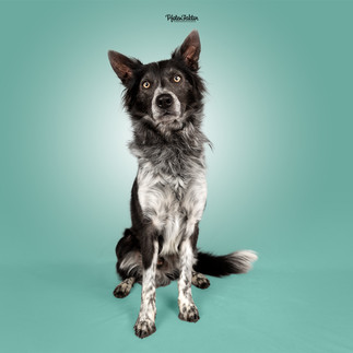 Webster, Australien Koolie