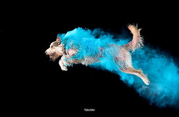 Carbon, Berger de Picardie beim Holifarben Shooting