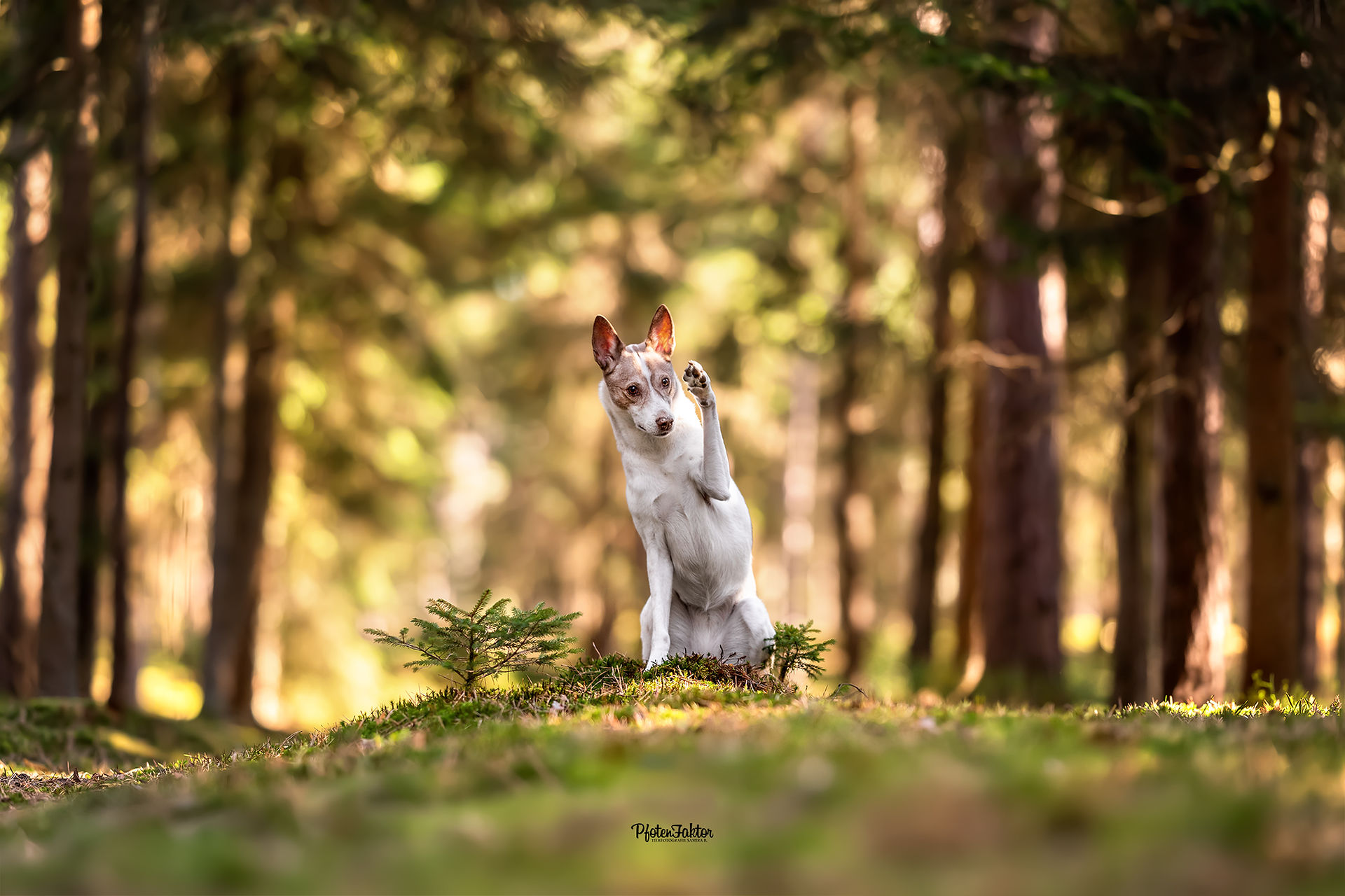 Blue, Hütehund Mischling