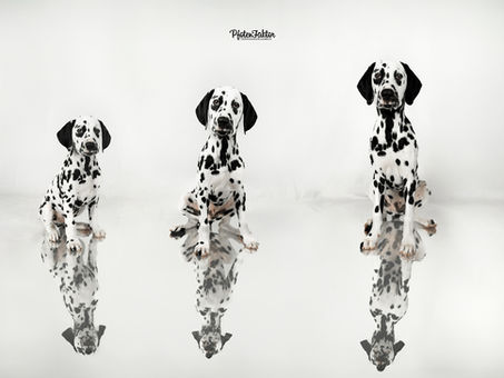 Em-Two, Dalmatiner Welpenbegleitung Fotoshooting Studio Pfotenfaktor Hamm