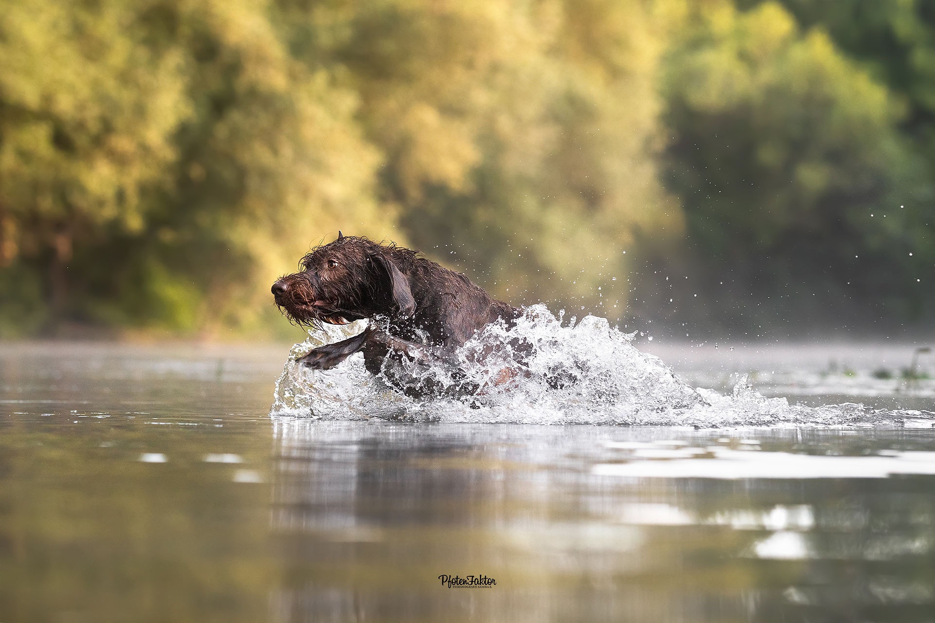 Bruno, Pudelpointer