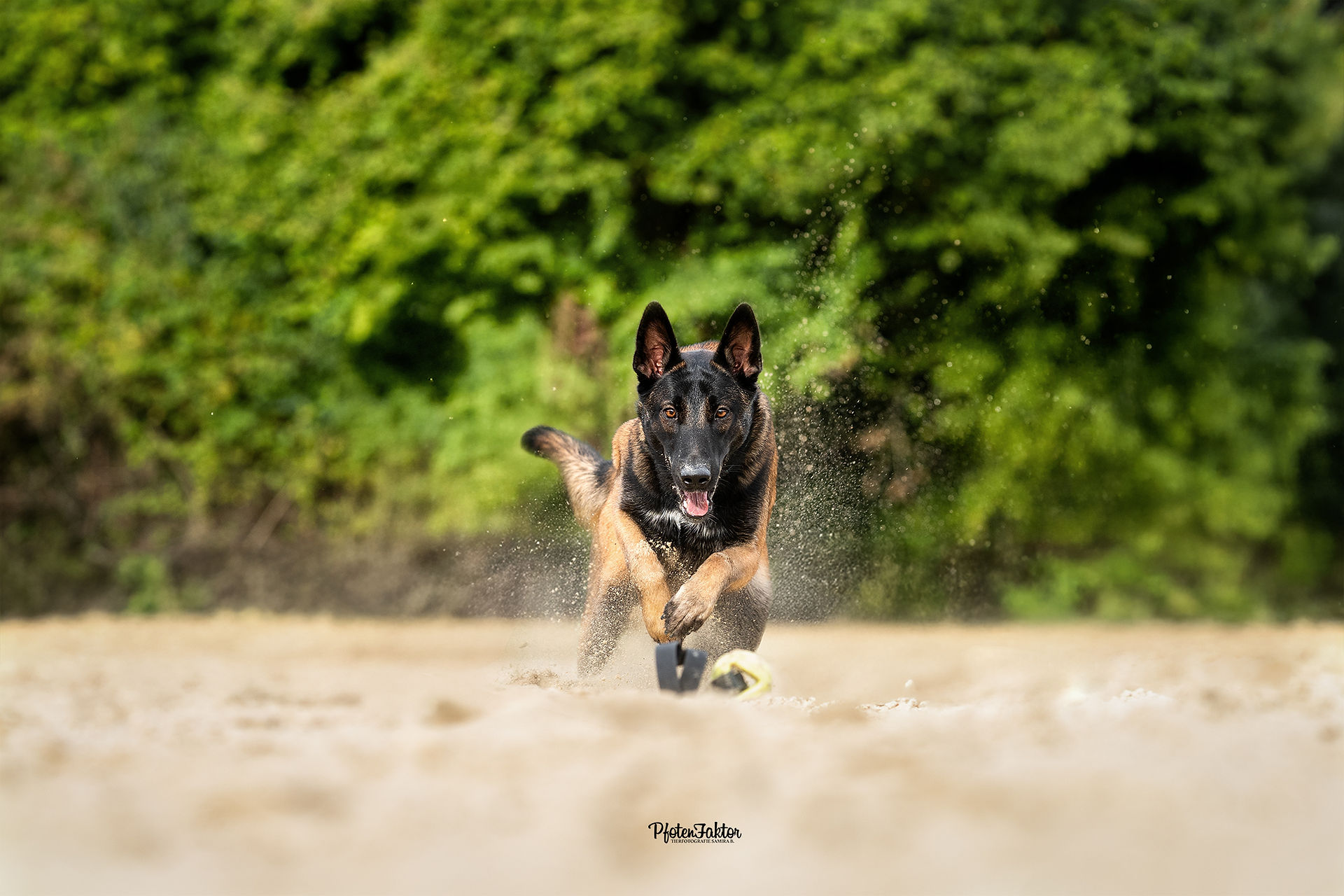 Buffy und ihre Welpen in Action