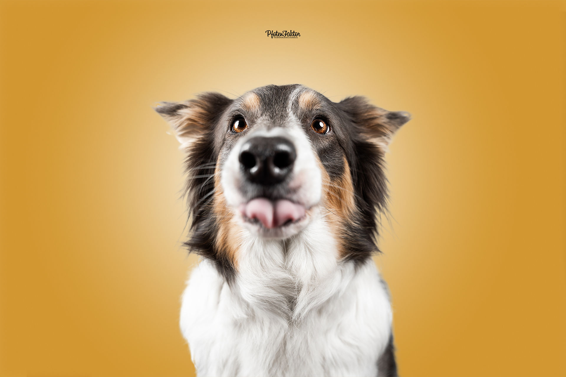 Honey, Border Collie