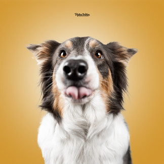 Honey, Border Collie