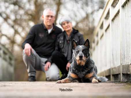 Madoxx, Australian Cattle Dog - Fotoshooting in Hamm
