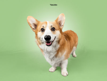 Toddy, Welsh Corgi