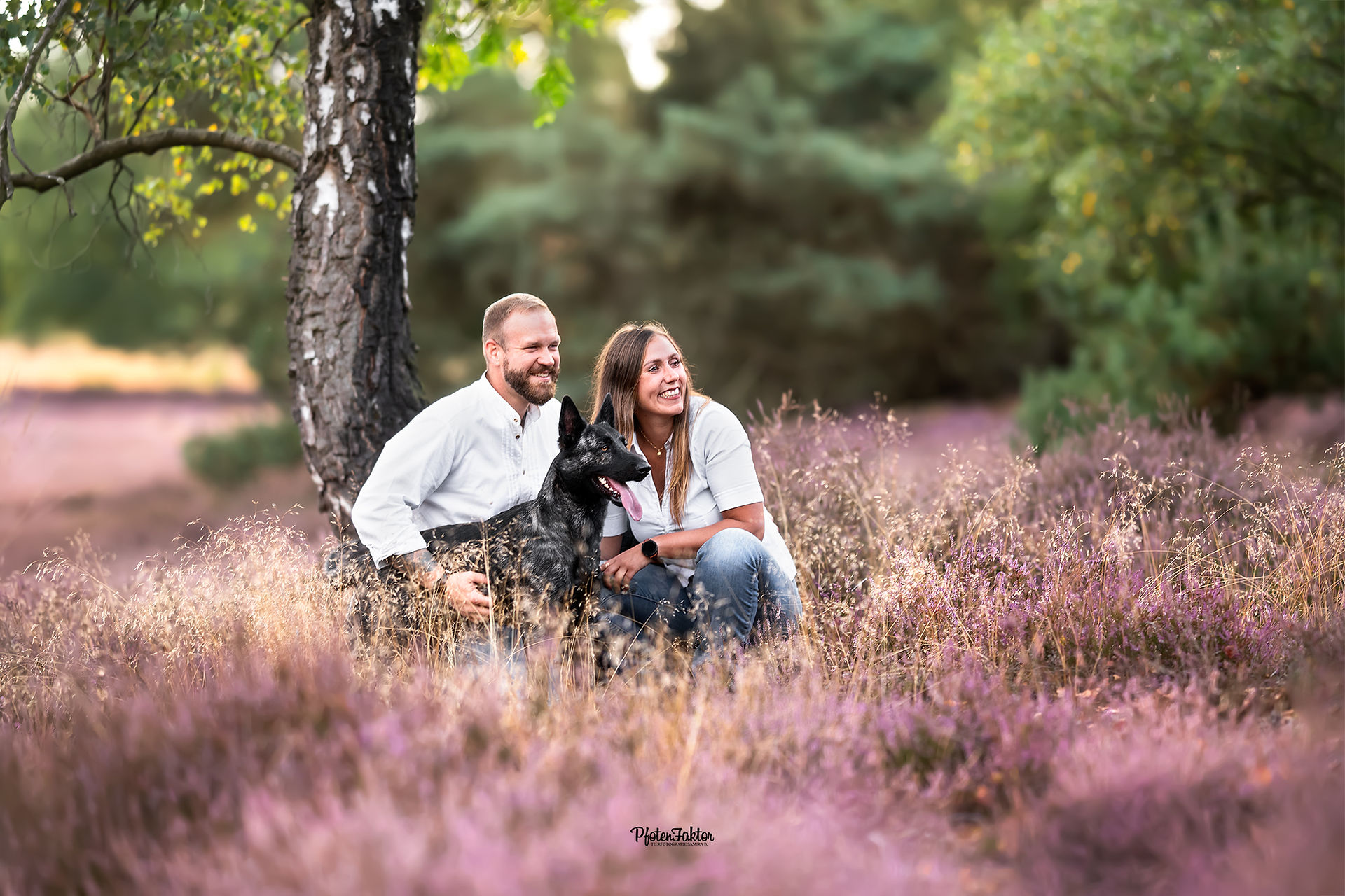 Alfi, Hollandse Herder zum Familienshooting