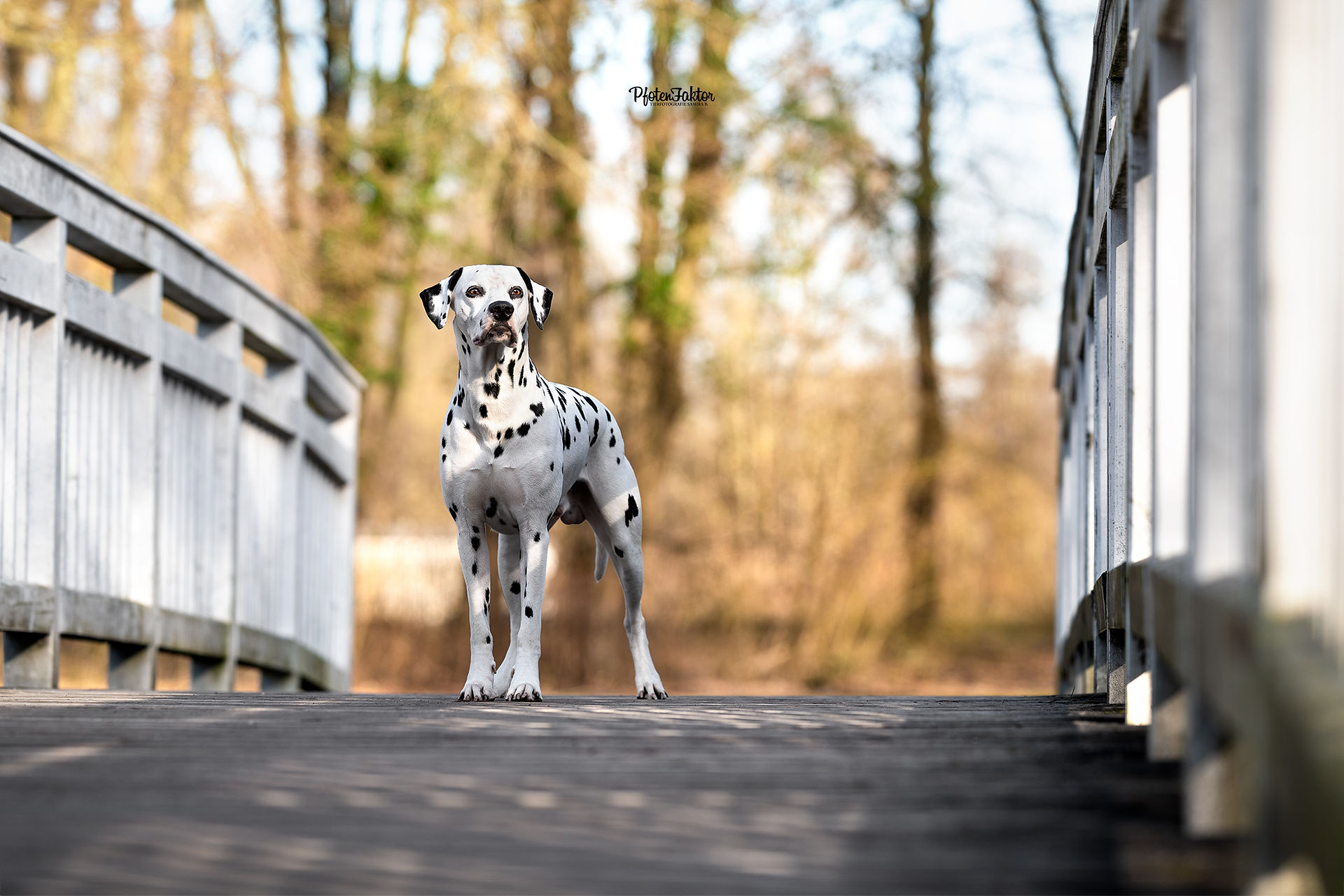 Flo, Chihuahua im Herbst