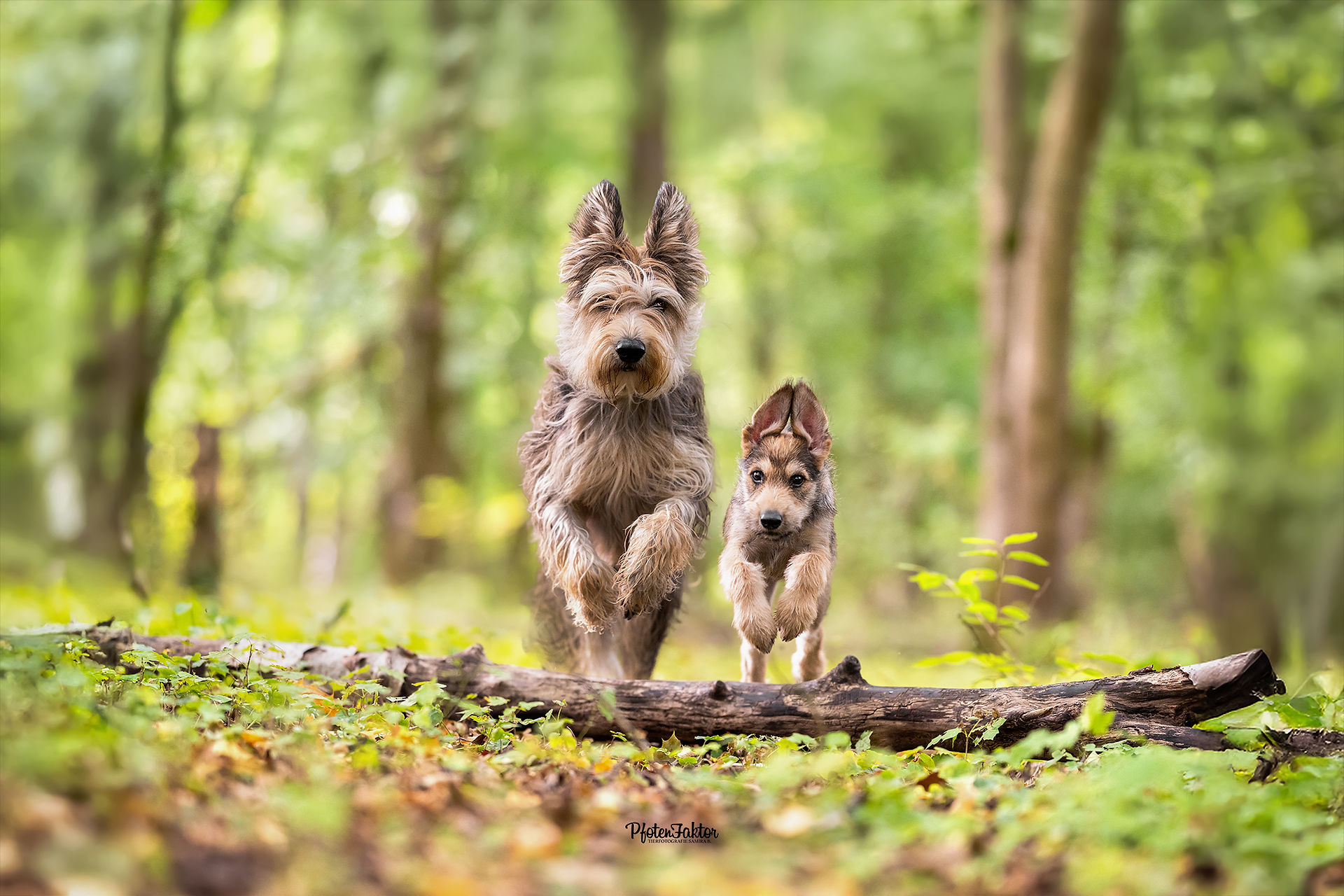 Gimli, Rauhaardackel im Herbstwald