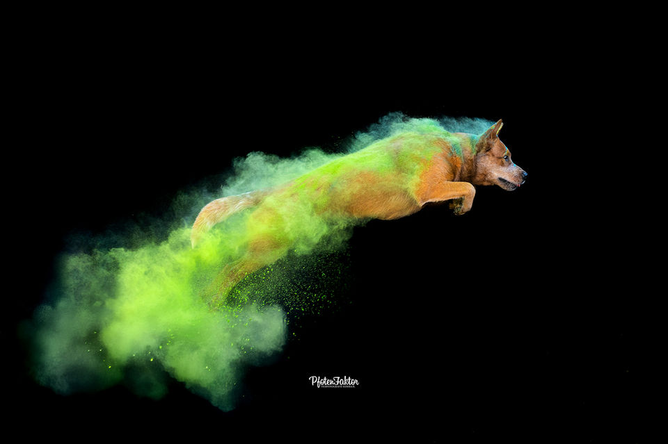 Amber, Australien Cattle Dog