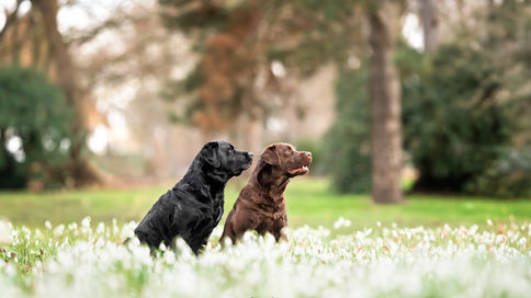 Vicky und Moya, Labrador Retriever