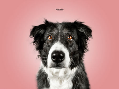 Momo, Border Collie - lustige Hundeportraits im Fotostudio Pfotenfaktor