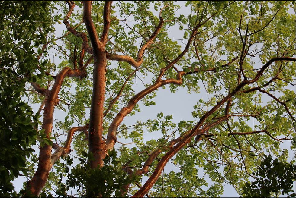 Resbalamono (Bursera simaruba)