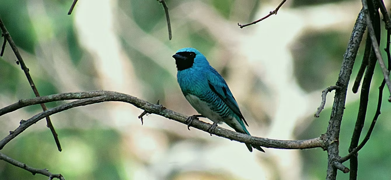 Golondrina azul (Tersina viridis)