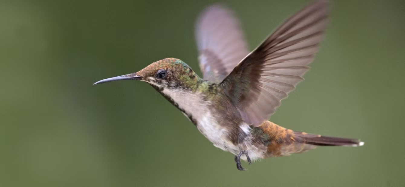Colibrí rubítopacio (Chrysolampis mosquitus)