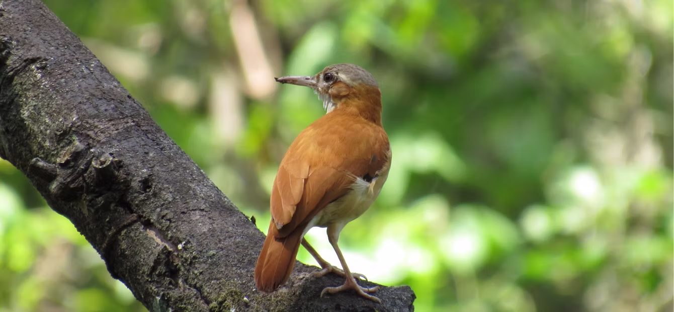 Hornero albañil (Furnarius leucopus) 