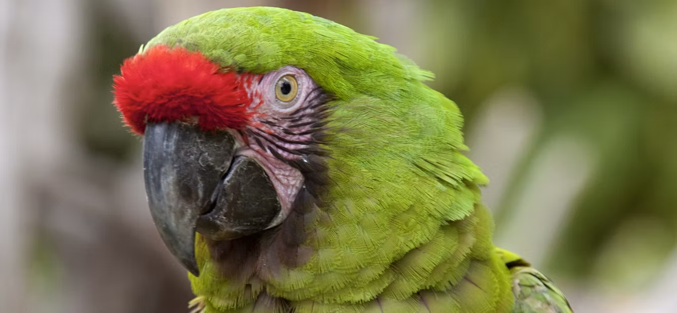 Guacamaya Verde (Ara Militaris)