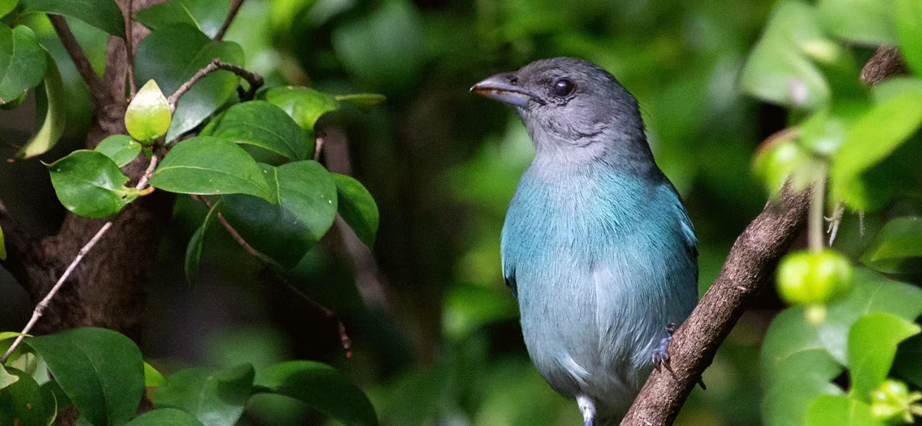 Azulejo Glauco (Thraupis glaucocolpa)
