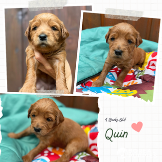goldendoodle Haliburton Ontario