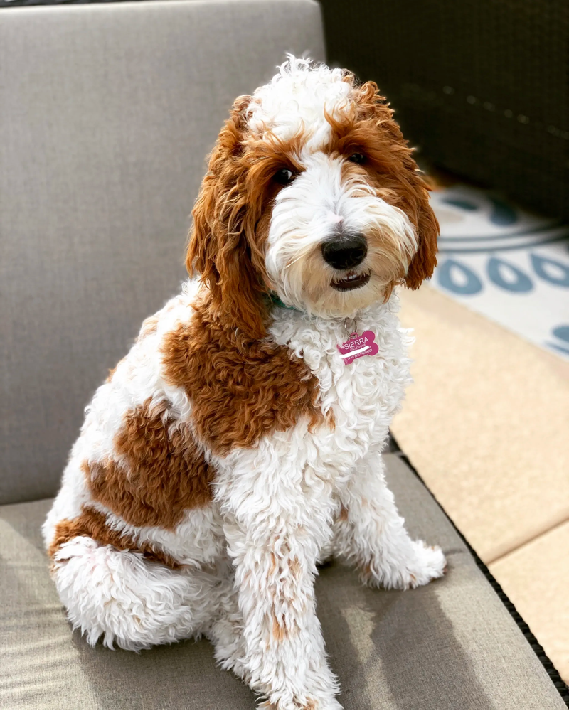 Red hotsell parti goldendoodle