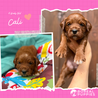 goldendoodle Haliburton Ontario