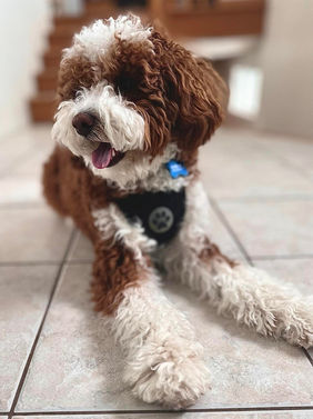 Goldendoodle breeders ontario canada