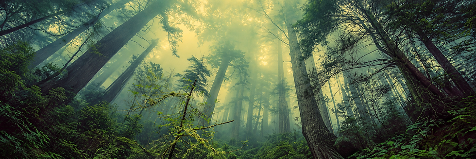 Misty Sunlit Old-Growth Forest.png